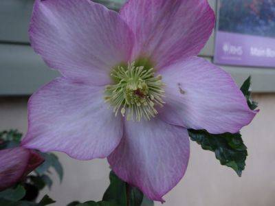 Hellebore Done for Another Year