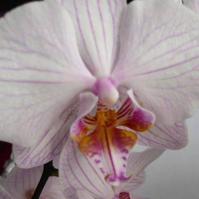 More Phalaenopsis Moth Orchids