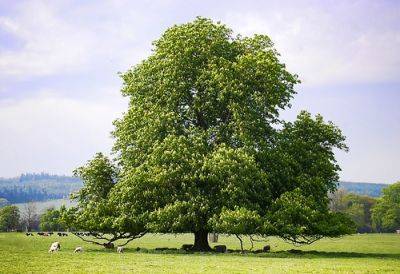 Horse Chestnut – Root and Branch Review