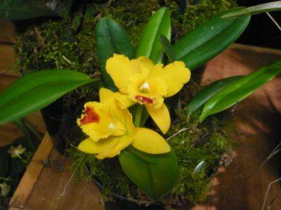 Orchid Tips and Photos