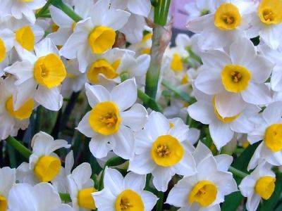 Tips for Growing Tazetta Miniature Daffodils