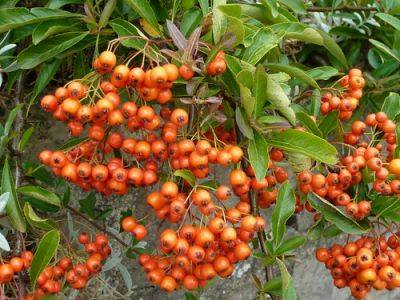 Firethorn or Pyracantha For Berries