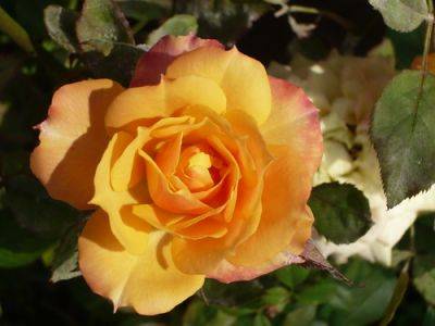 Roses Cultivation Month by Month
