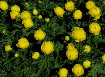 Grow Ranunculaceae Buttercup Family From Seed