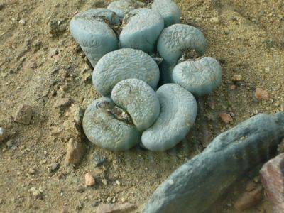 Living Stones – Growing Lithope