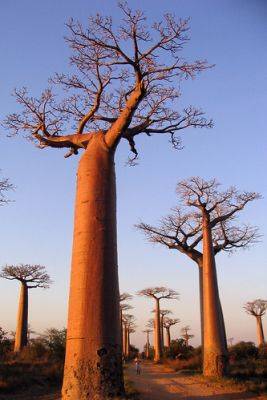 Baobab – Root and Branch Review