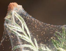 Red Spider Mite Control and Prevention
