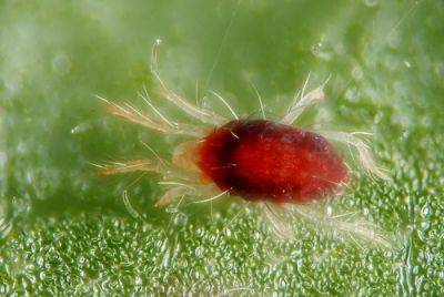 Red Spider Mite Problems