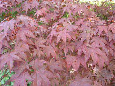 Problems with Acer Palmatum