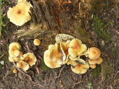 Autumn Fungus and Fairy Ring Tips