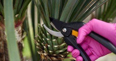 When and How to Prune a Yucca Plant