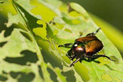 Swift Intervention By Western States Is Keeping a Devastating Beetle at Bay