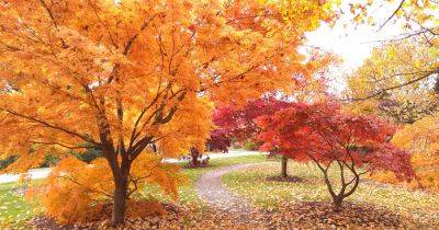 21 of the Best Trees for Yellow Fall Color