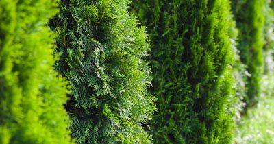 Your gardening questions answered: What should I replace my overgrown thuja with?