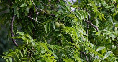 33 of the Best Plants to Grow Under Black Walnut Trees