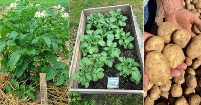 Kennebec Potatoes Growing Tips and Facts