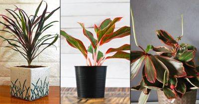 22 Pretty Houseplants with Red and Green Leaves