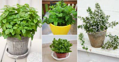27 Types of Mints You Should Grow At Least Once | Best Mint Varieties