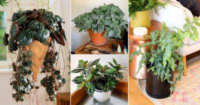 22 Cold Tolerant Indoor Plants | Houseplants for Cold Rooms