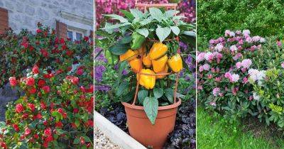 What Planting Zone is Missouri | Best Plants to Grow in Missouri