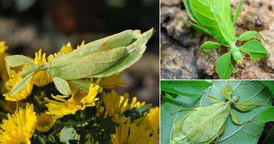 What Do Leaf Bugs Eat? Find Out!