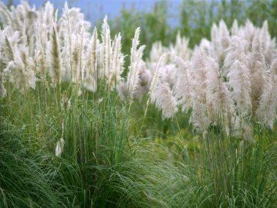 Common Ornamental Invasive Grass Types To Avoid