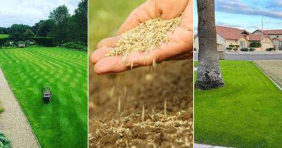 How to Grow and Care for Bermuda Grass
