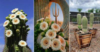 Arizona State Flower and How to Grow It