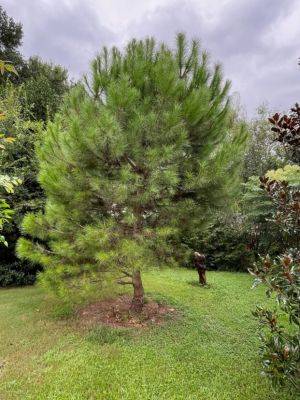 Italian Stone Pine Likes My Stingy Approach to Watering