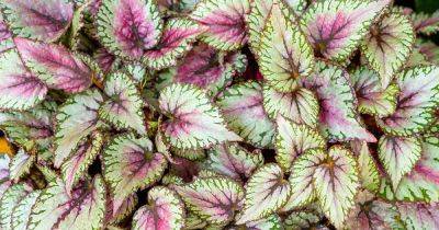 How to Grow and Care for Rex Begonias Indoors
