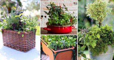 33 Best Container Herb Garden Combinations For Flavor & Aroma