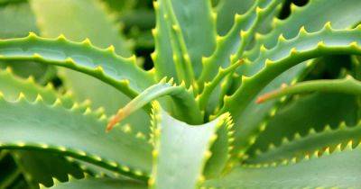 How to Harvest Aloe Vera Leaves