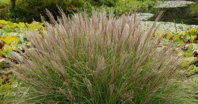 How to Grow Ornamental Maiden Grass (Japanese Silver Grass)