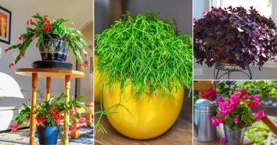 19 South American Indoor Plants That Everyone Wants to Grow