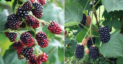 Boysenberry vs Blackberry: All the Differences