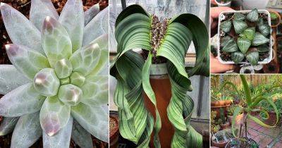 17 Most Expensive Succulents in the World