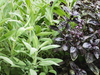 Companion Planting With Sage In The Garden