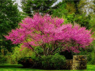 Best Redbud Varieties And Cultivars For Native Plant Gardens