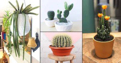25 Best Indoor Cactus Plants for Home