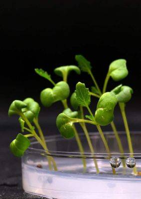 Growing Food in the Dark with Artificial Photosynthesis