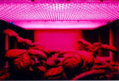 Improving upon the sun: LED lights fuel plant growth in space