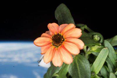 Flowers to bloom in space