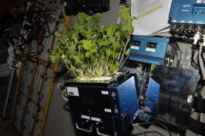 Astronauts Are Growing Plants and Vegetables in a Space Garden
