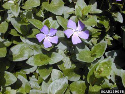 Vinca: The Trouble with Common Names
