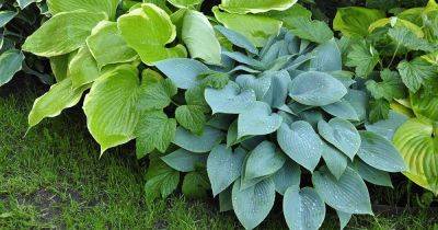 How to Overwinter Hosta Plants