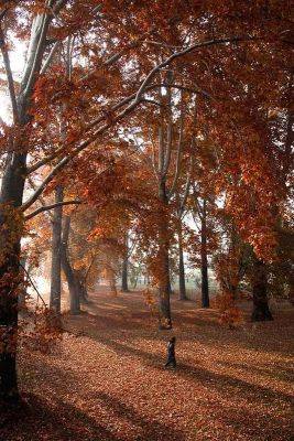 Everything About Chinar Trees