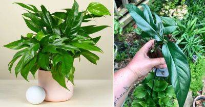 Baltic Blue Pothos Care and Growing Information