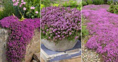 Everything About Planting and Growing Creeping Thyme