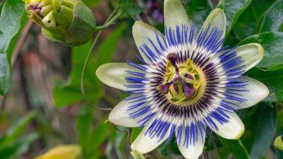Passion flower: How to plant, grow and care for passion flowers in the UK | House & Garden