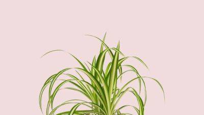 How to care for spider plants | House & Garden